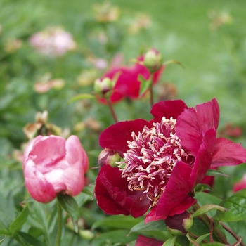 Paeonia lactiflora 'Midnight Sun' 