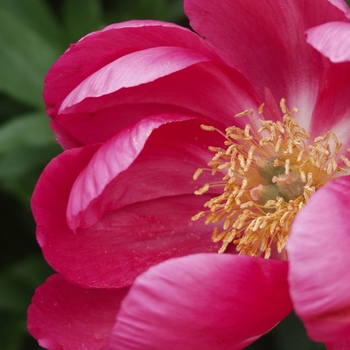 Paeonia lactiflora 'Montezuma'