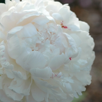 Paeonia lactiflora 'Moon River'