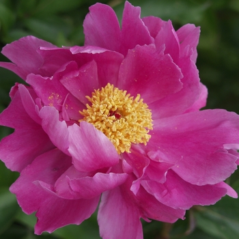 Paeonia lactiflora 'Mr.Thim'