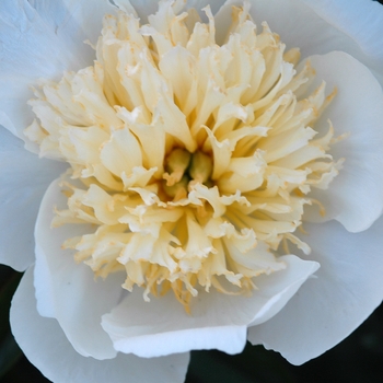 Paeonia lactiflora 'Myrtle Gentry'