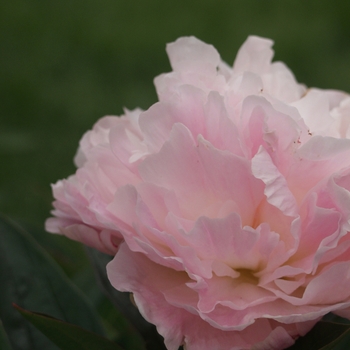 Paeonia 'Norma Volz' 