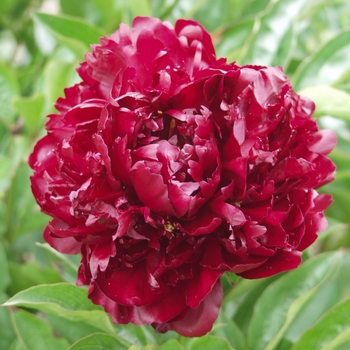 Paeonia lactiflora 'Orlando Roberts'