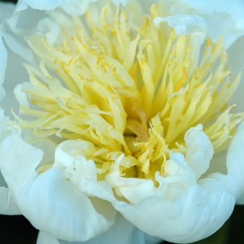 Paeonia 'Oykel'