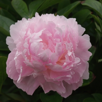 Paeonia lactiflora 'Pillow Talk'