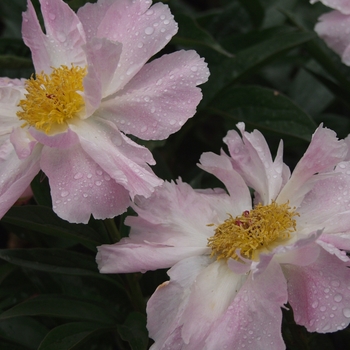 Paeonia lactiflora 'Pink Dawn'