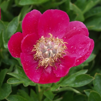 Paeonia 'Prairie Prince' 