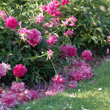 Paeonia 'Renato'