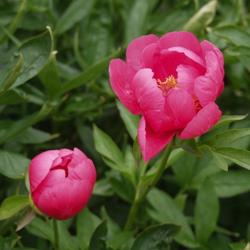 Paeonia lactiflora 'Rosy Cheek'