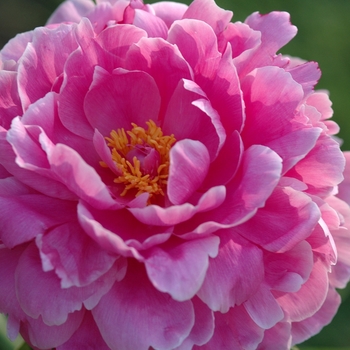 Paeonia 'Rozella'