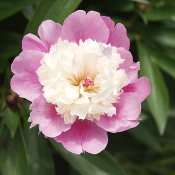 Paeonia lactiflora 'Sorbet'