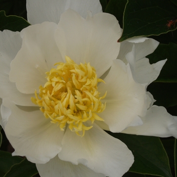 Paeonia lactiflora 'Spellbinder' 