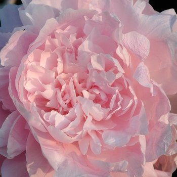 Paeonia lactiflora 'Susie Q' 