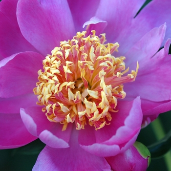 Paeonia lactiflora 'Tom Eckhardt' 