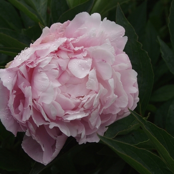 Paeonia 'Wallflower' 