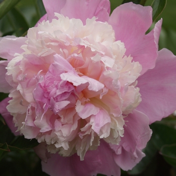 Paeonia lactiflora 'Whopper' 