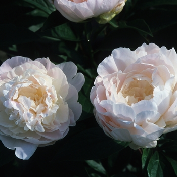 Paeonia lactiflora 'Autens Pride'