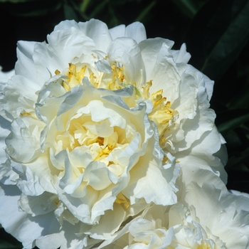 Paeonia 'Cheddar Surprise' 