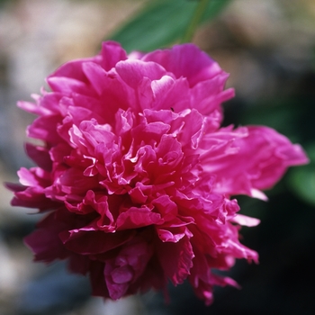 Paeonia lactiflora 'David Harum'