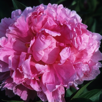 Paeonia lactiflora 'Dr. Alex Fleming'