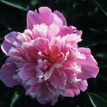 Paeonia lactiflora 'Duchesse d'Orleans' 