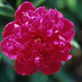 Paeonia lactiflora 'Felix Crousse'