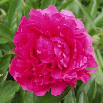 Paeonia lactiflora 'Felix Supreme'