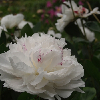 Paeonia lactiflora 'Festiva Maxima'