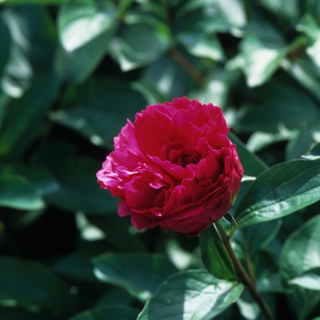 Paeonia lactiflora 'Grover Cleveland'