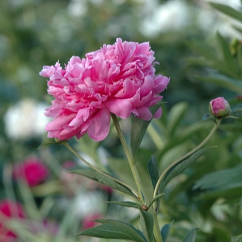 Paeonia lactiflora 'Helen Hayes' 