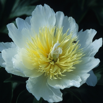 Paeonia lactiflora 'Honey Gold'