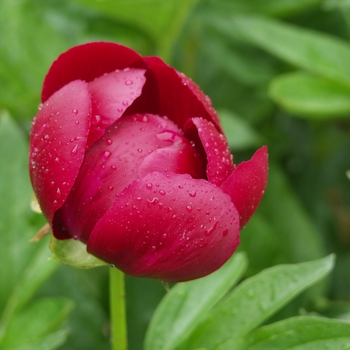 Paeonia lactiflora 'Illini Warrior'