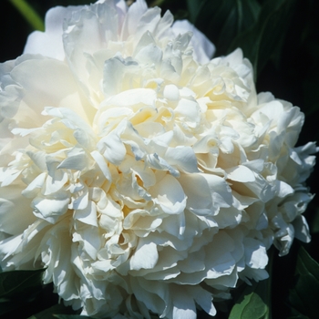 Paeonia lactiflora 'Jay Cee'