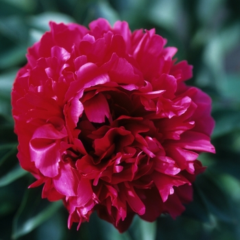 Paeonia lactiflora 'Lora Dexheimer'