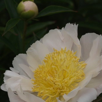 Paeonia lactiflora 'Lotis Queen' 