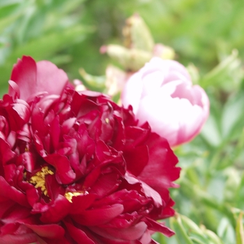 Paeonia lactiflora 'Maestro'