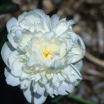 Paeonia lactiflora 'Mary E Nicholis' 
