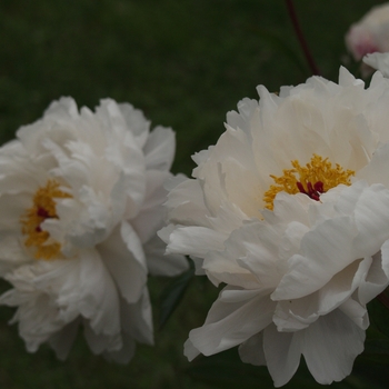 Paeonia lactiflora 'Minnie Shaylor'