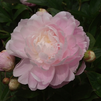 Paeonia lactiflora 'Mrs Franklin D Roosevelt' 