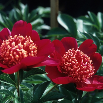 Paeonia lactiflora 'Nippon Beauty' (034651)