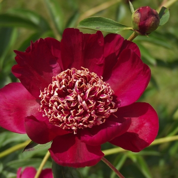 Paeonia lactiflora 'Nippon Beauty'