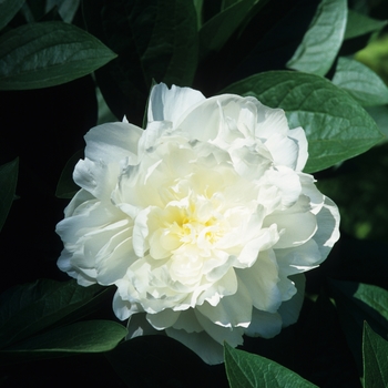 Paeonia 'Pearl Supreme'