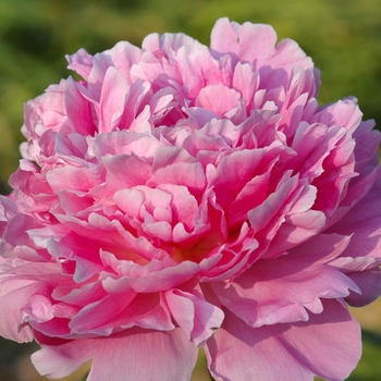 Paeonia lactiflora 'Pink Parfait' 