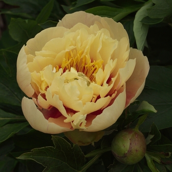 Paeonia 'Prairie Charm' 