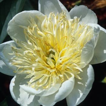 Paeonia 'Ray Paxton'