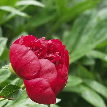 Paeonia 'Red Charm'