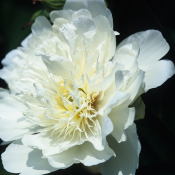 Paeonia 'Rose Noble'