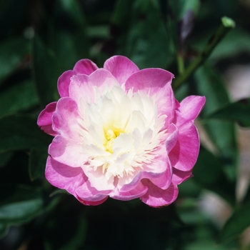 Paeonia lactiflora 'Santa Fe'