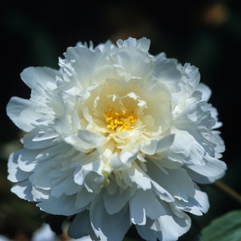 Paeonia lactiflora 'Susan B White' 