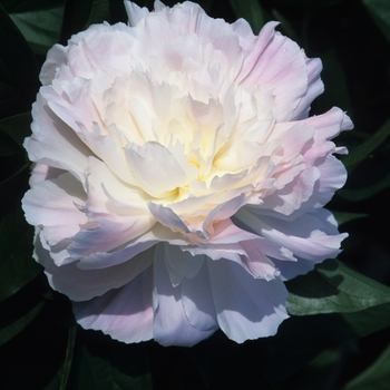 Paeonia 'Tourangelle' 